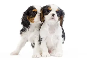 Dog - Cavalier King Charles Spaniel - in studio