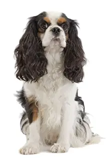 Dog - Cavalier King Charles Spaniel - in studio