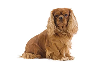 Images Dated 16th October 2010: Dog - Cavalier King Charles Spaniel - in studio