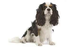 Dog - Cavalier King Charles Spaniel - in studio