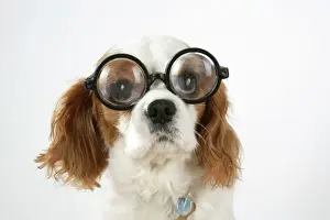 Glasses Prints: Dog - Cavalier King Charles Spaniel wearing joke magnifying glasses