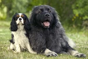 Images Dated 21st June 2004: Dog - Cavalier King Charles Spaniel with Yugoslavian Shepherd Dog / Sarplaninac