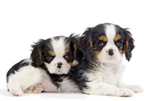 Dog - Cavalier King Charles Spaniels - in studio