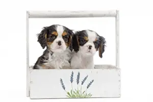 Dog - Cavalier King Charles Spaniels - in studio in flowerbox