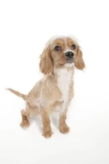 Mixed Breed Collection: DOG - Cavapoo