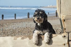 Dog Cavapoo on the beach looking over the break water