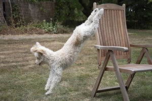 DOG. Cavapoo jumping out of a garden chair