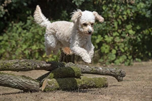 DOG. Cavapoo jumping over logs