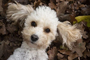 DOG, Cavapoo laying in autumn leaves