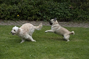 DOG. Cavapoo and Pug playing and running in a garden
