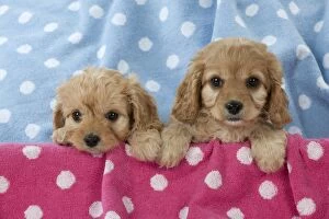 Dog Cavapoo puppies ( 7 wks old ) on pink & blue towels