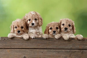 Domestic Gallery: Dog Cavapoo puppies ( 7 wks old ) looking over fence
