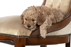 DOG. Cavapoo puppy, 6 weeks old on old chair, studio