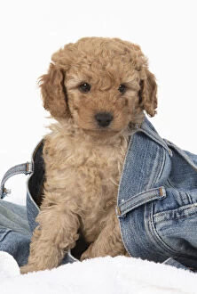 DOG. Cavapoo puppy, 6 weeks old in a pair of jeans
