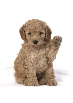DOG. Cavapoo puppy 6 weeks old, studio with paw up