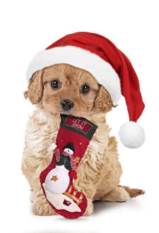 Dog - Cavapoo puppy 7 wks old with Christmas