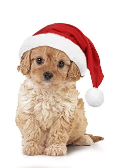 Xmas Gallery: Dog - Cavapoo puppy 7 wks old with Christmas hat