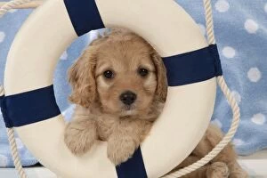 Dog Cavapoo puppy ( 7 wks old ) in lifebelt
