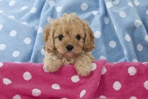 Dog Cavapoo puppy ( 7 wks old ) on pink & blue towels