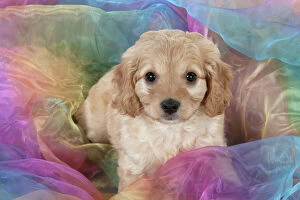 Dog Cavapoo puppy ( 7 wks old ) on rainbow coloured fabric
