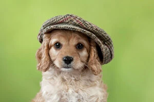 Dog Cavapoo puppy ( 7 wks old ) wearing a flat cap