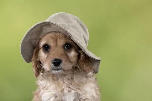 Dog Cavapoo puppy ( 7 wks old ) wearing a floppy hat