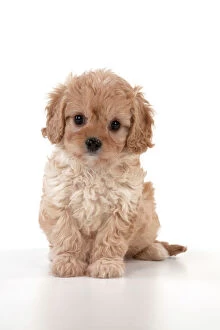 Domestic Gallery: Dog Cavapoo puppy ( 7 wks old ) on white background