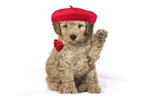 Beret Gallery: DOG. Cavapoo puppy studio with paw up holding red rose wearing a beret