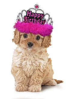 Images Dated 18th May 2020: Dog - Cavapoo puppy wearing pink Happy Birthday tiara