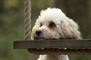DOG, Cavapoo resting its head on a garden swing seat