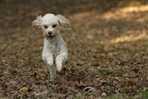 DOG, Cavapoo running in autumn leaves