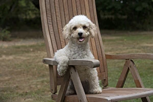 Chair Gallery: DOG. Cavapoo sitting in a garden chair