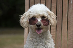 DOG. Cavapoo sitting in a garden chair wearing sun glasses