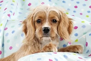 Mixed Breed Collection: DOG - Cavapoo sitting on spotty blanket