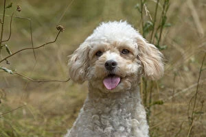 DOG. Cavapoo in a sunning meadow