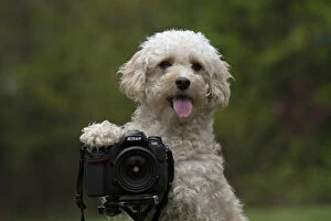 DOG. Cavapoo taking a photo