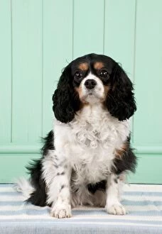 Images Dated 4th February 2014: Dog - Cavarier King Charles Spaniel