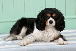 Images Dated 4th February 2014: Dog - Cavarier King Charles Spaniel