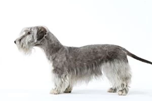 Dog - Cesky Terrier