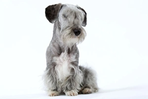 Cesky Terrier