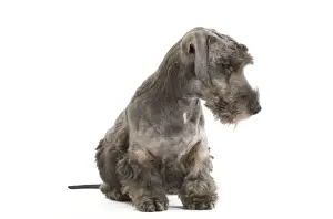 Dog - Cesky Terrier - Puppy in studio