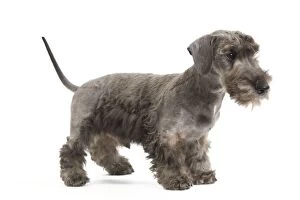 Images Dated 17th October 2010: Dog - Cesky Terrier - Puppy in studio