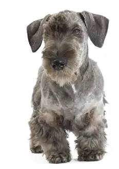 Dog - Cesky Terrier - Puppy in studio