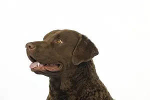 DOG. Cheasapeake bay retriever (head shot)