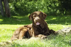DOG. Cheasapeake bay retriever laying on tree root