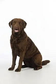 Cheasapeake Bay Retrievers Prints: DOG. Cheasapeake bay retriever sitting