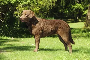 Cheasapeake Bay Retrievers Prints: DOG. Cheasapeake bay retriever standing