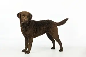 DOG. Cheasapeake bay retriever standing
