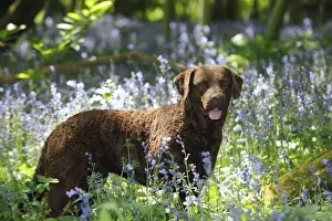 Forget Me Not Prints: DOG. Cheasapeake bay retriever standing in forget me nots
