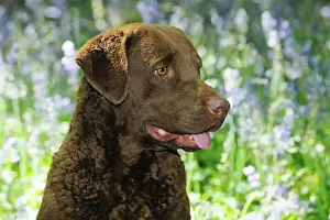 Retriever Prints: DOG. Chesapeake bay retriever in forget me nots (head shot)